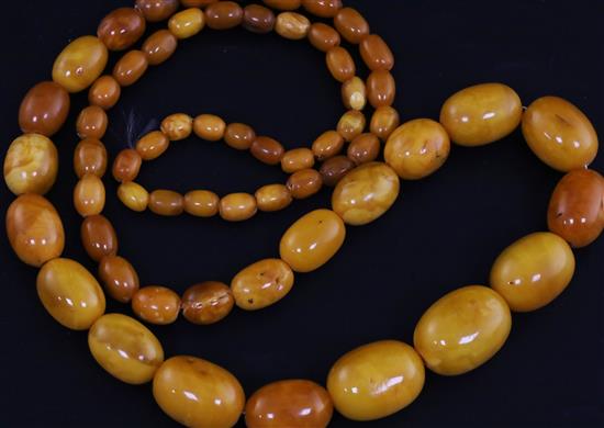 A single strand graduated oval amber bead necklace, 78cm.
